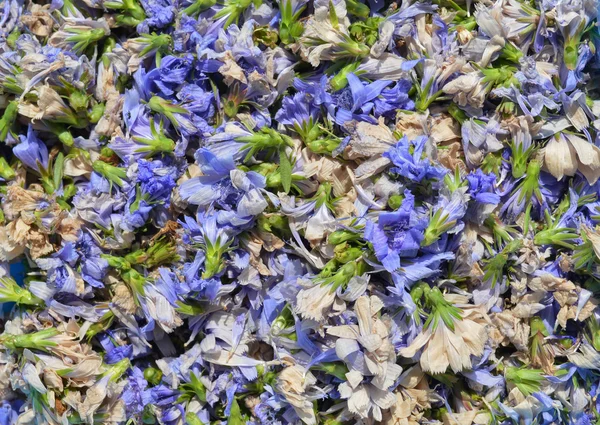 Blue dried chicory — Stock Photo, Image