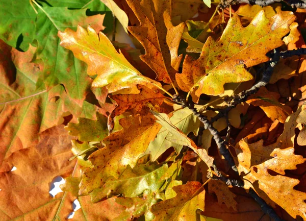 El otoño deja colorido —  Fotos de Stock