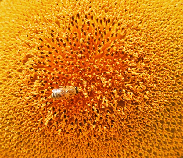 Słonecznik i pszczoła — Zdjęcie stockowe