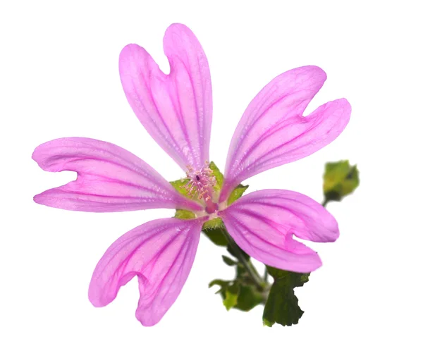 Malva vulgaris sobre fondo blanco —  Fotos de Stock