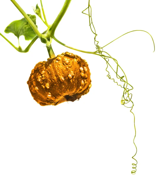 Kleiner goldener Kürbis — Stockfoto