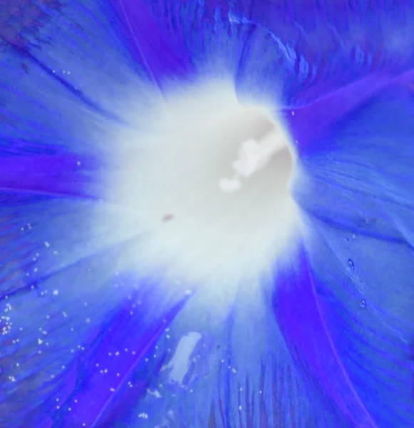Hintergrund aus blauem Glockenblumen — Stockfoto