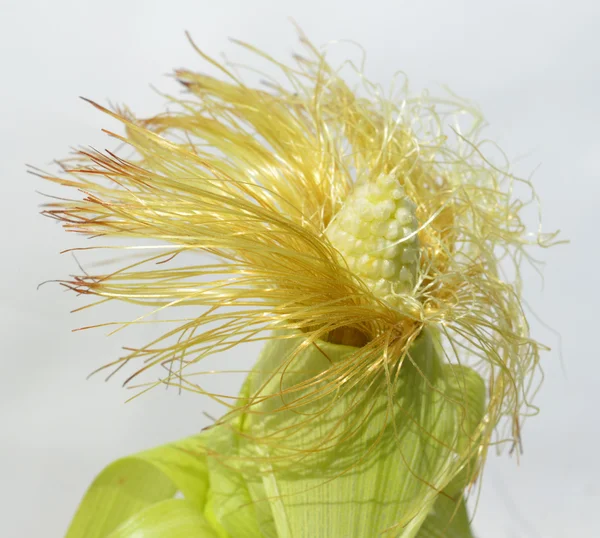 Jonge maïs met maïs baard — Stockfoto