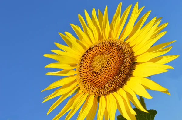 Girasol sobre fondo azul — Foto de Stock