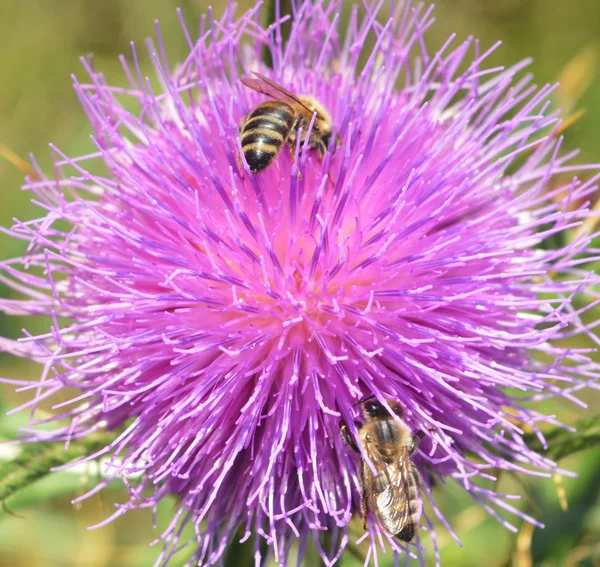 Distel und Bienen — Stockfoto