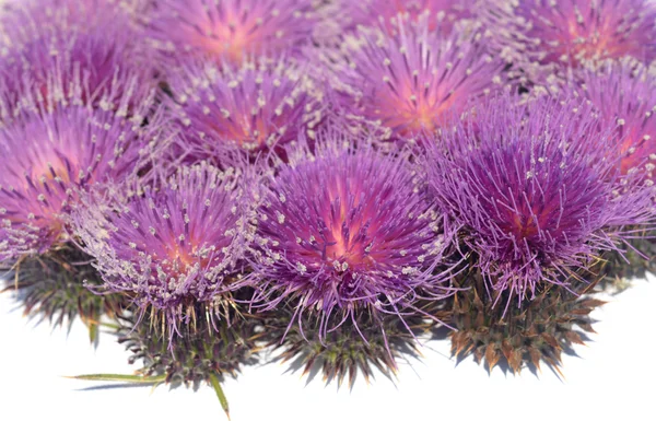 Milk thistle on the white background — Stock Photo, Image