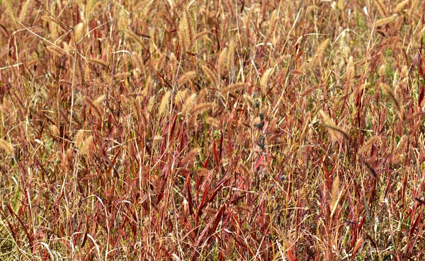 Hintergrund der Natur — Stockfoto