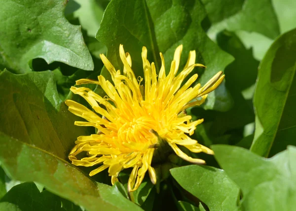 Paardebloem en bladeren — Stockfoto