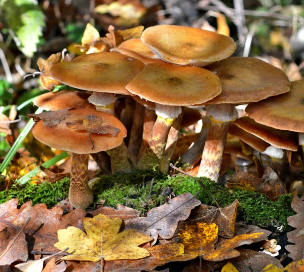 Champignons dans la forêt — Photo