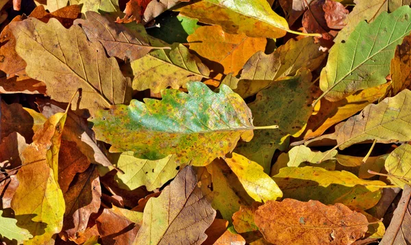 Frunzele de toamnă au căzut pe pământ — Fotografie, imagine de stoc