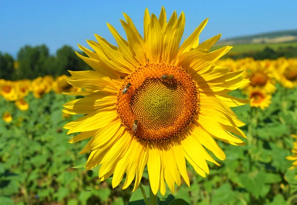 Girasol y abejas — Foto de Stock