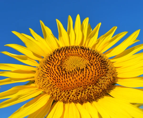 Girasol sobre fondo azul — Foto de Stock