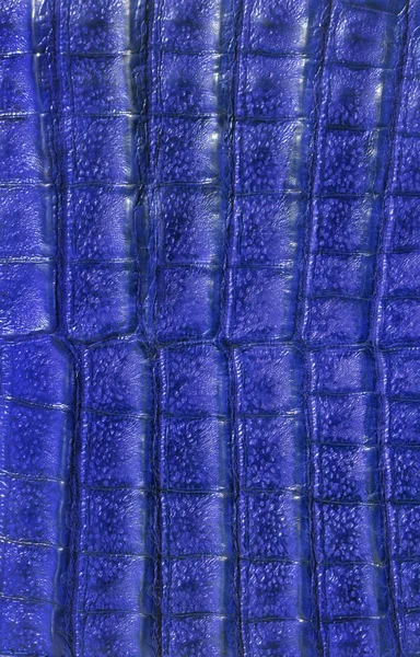 Fondo de piel de cocodrilo azul — Foto de Stock