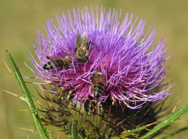 Thistle ve arılar — Stok fotoğraf