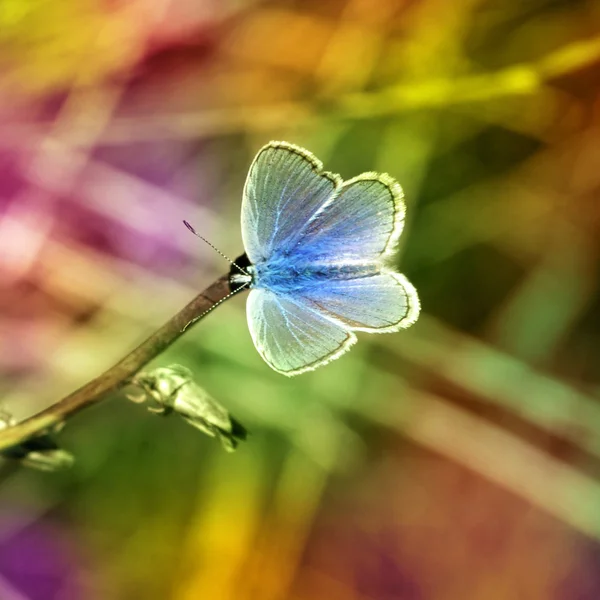 Papillon perché sur une fleur — Photo