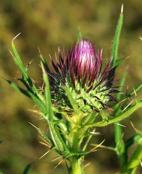 Thistle knopp i fältet — Stockfoto