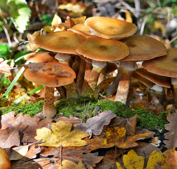 Champignons dans la forêt — Photo