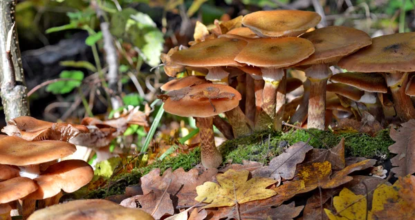 Champignons dans la forêt — Photo