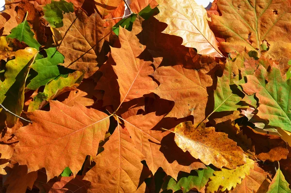 Hojas de otoño caídas en el suelo —  Fotos de Stock