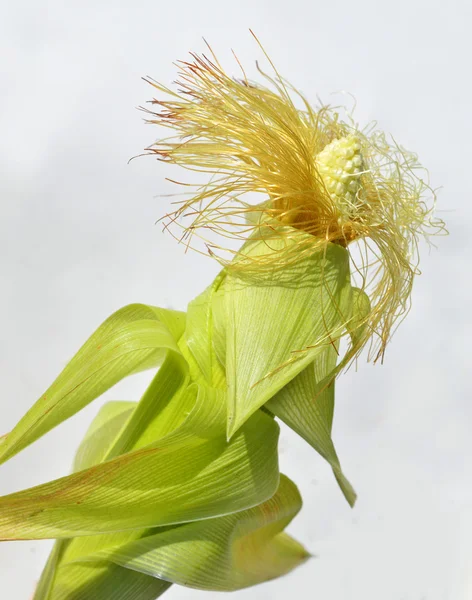 Mais mit Maisbart — Stockfoto