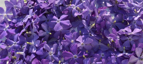 Bakgrund med blå blommor — Stockfoto