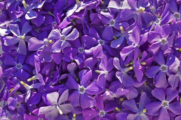 Fond avec des fleurs bleues — Photo