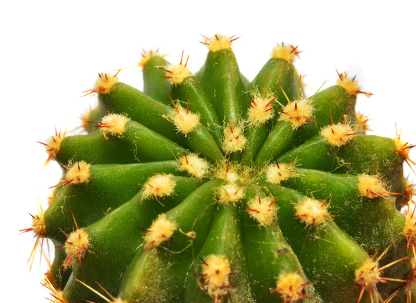 Cactus closeup and of a white background — Stock Photo, Image