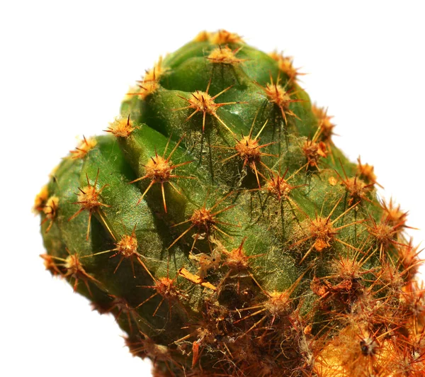 Primo piano di cactus e di sfondo bianco — Foto Stock