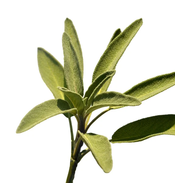 Folhas de chá sábio — Fotografia de Stock
