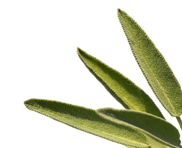 Leaves sage tea — Stock Photo, Image