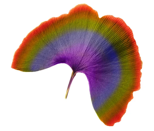 Liść Rainbow — Zdjęcie stockowe