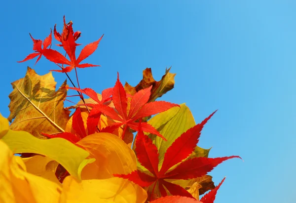 Bouquet de feuilles milticolores — Photo