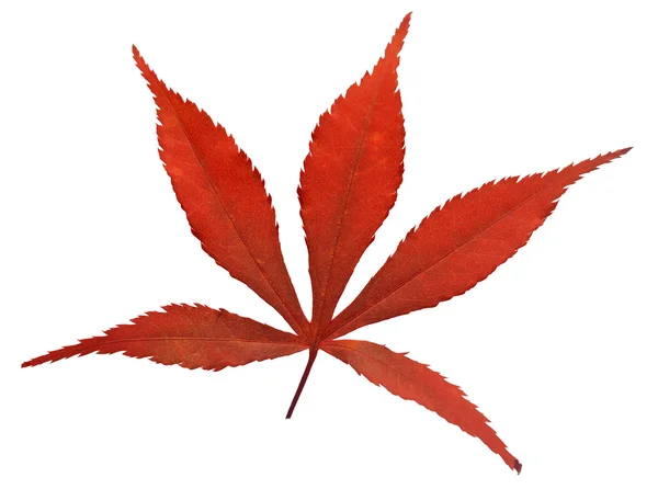 Frunză roșie de fundal alb — Fotografie, imagine de stoc