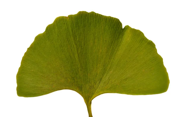 Folha Ginkgo Biloba — Fotografia de Stock