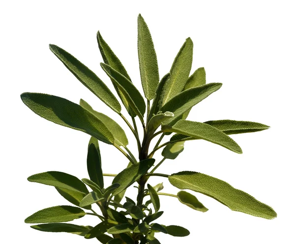 Leaves sage tea — Stock Photo, Image