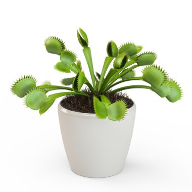 Beyaz arka plan üzerinde izole Dionaea muscipula. 3D render, 3d çizim.