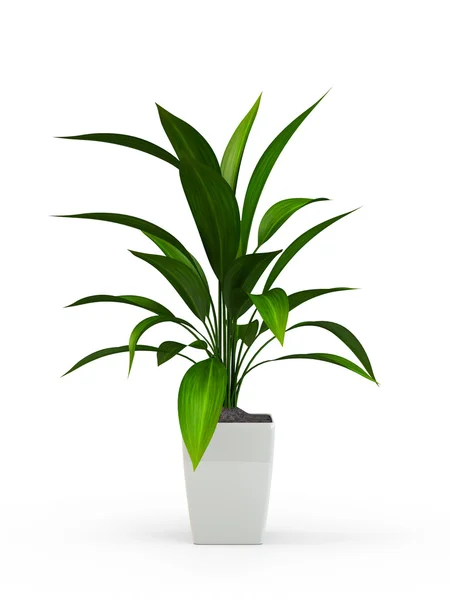 Зеленое горшечное растение изолировано на белом фоне. 3D рендеринг, 3D иллюстрация . — стоковое фото