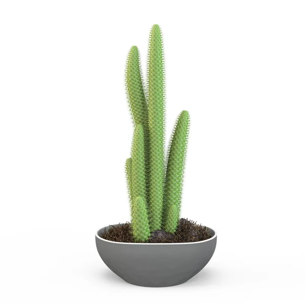 Cleistocactus flavispinus - Zimmerpflanzen Kaktus im Tontopf, isoliert auf weißem Hintergrund. 3D-Darstellung, 3D-Illustration. — Stockfoto
