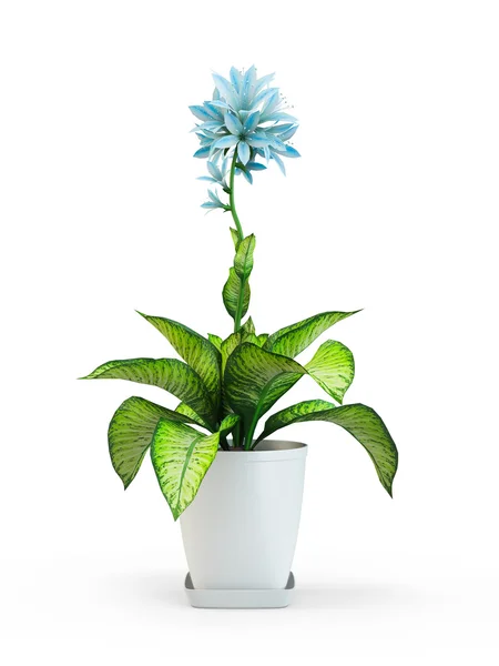 Flor de planta de interior estrella azul en maceta aislada sobre fondo blanco. Representación 3D, Ilustración 3D . — Foto de Stock