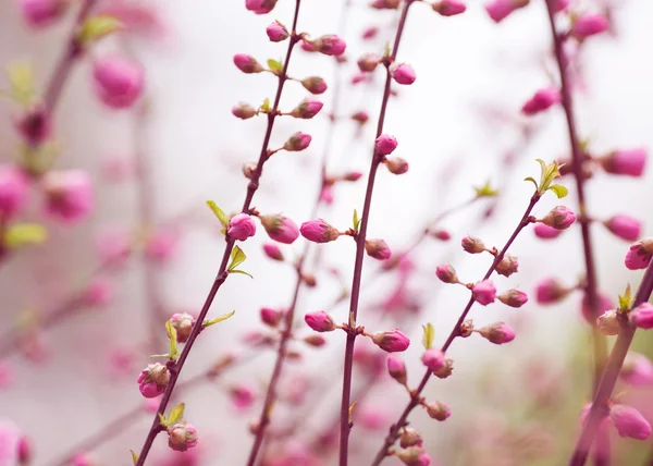 美丽樱花日本-樱花。背景与佛罗里达州 — 图库照片