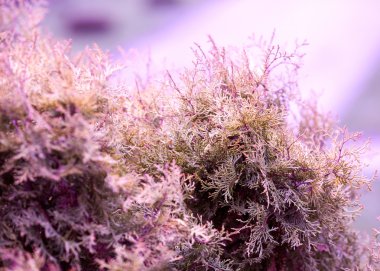 Güzel bahar Bush şirin neşeli pembe renk