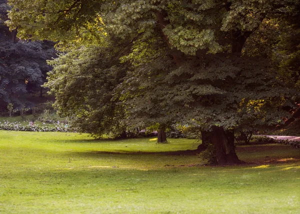 Bela árvore caduca larga no parque — Fotografia de Stock