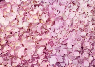 pembe renkli güzel ortanca çiçek arka plan