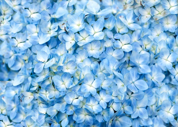 青い色で美しいアジサイの花の背景 — ストック写真