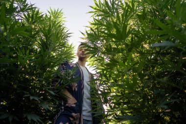 Elinde kenevir yaprağı tutan bir adam kenevir tarlasında poz veriyor, marihuana yasallaştırma konsepti