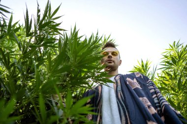 Esrar tarlasında poz veren yeşil elbiseli moda adamı, marihuana yasallaştırma konsepti