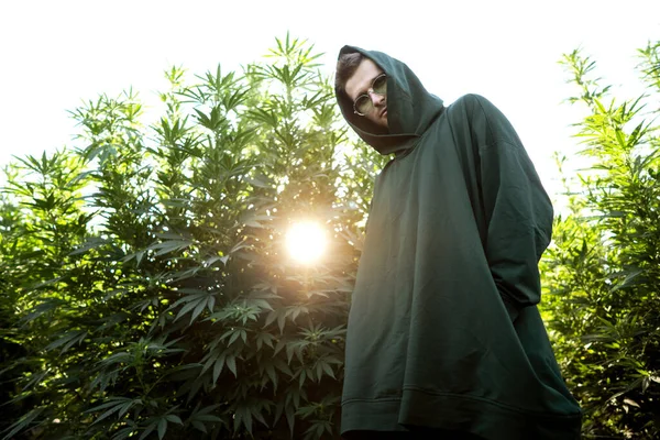 Ragazzo Della Moda Abiti Verdi Posa Sul Campo Cannabis Concetto — Foto Stock