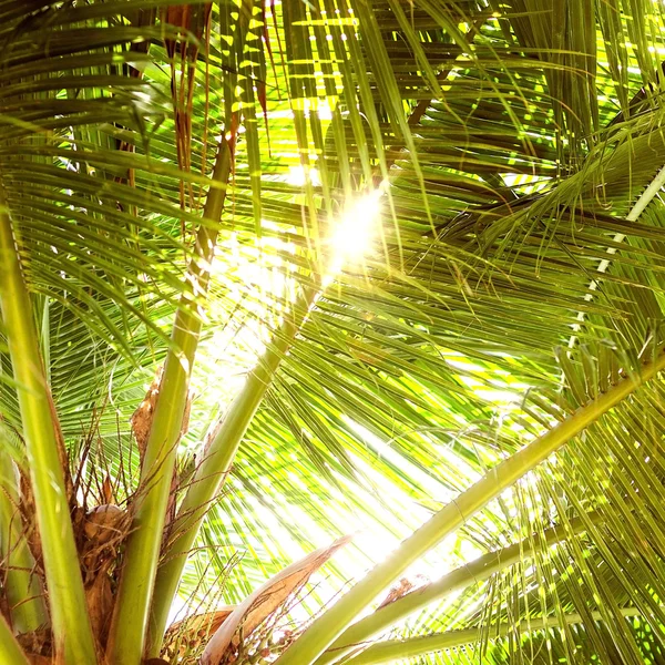 Las palmeras y el sol amarillo en el cielo —  Fotos de Stock