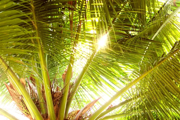 Las palmeras y el sol amarillo en el cielo —  Fotos de Stock