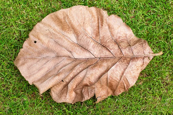 Feuille couchée sur l'herbe sèche — Photo